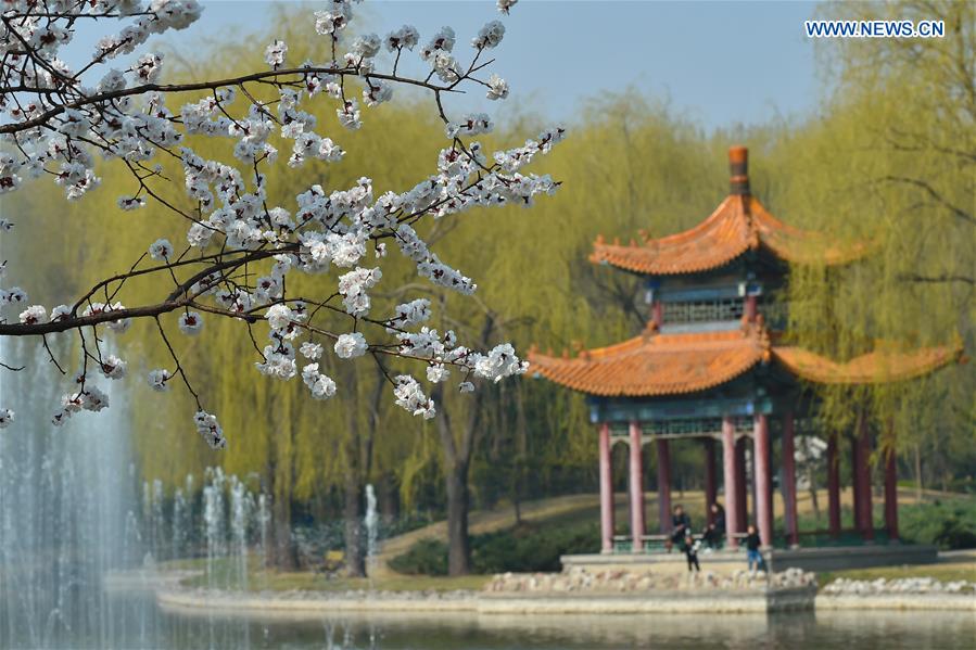 CHINA-SHANXI-FENYANG-APRICOT FLOWERS(CN)