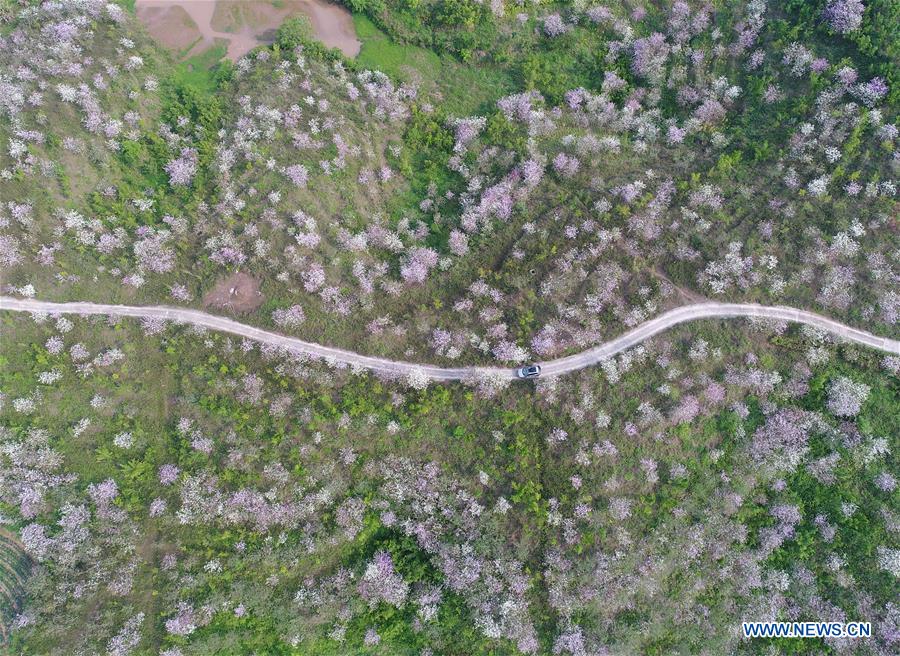 CHINA-GUANGXI-NANNING-SPRING SCENERY (CN)