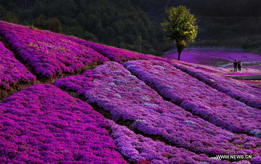 CHINA-ANHUI-HUOSHAN-SPRING SCENERY (CN)