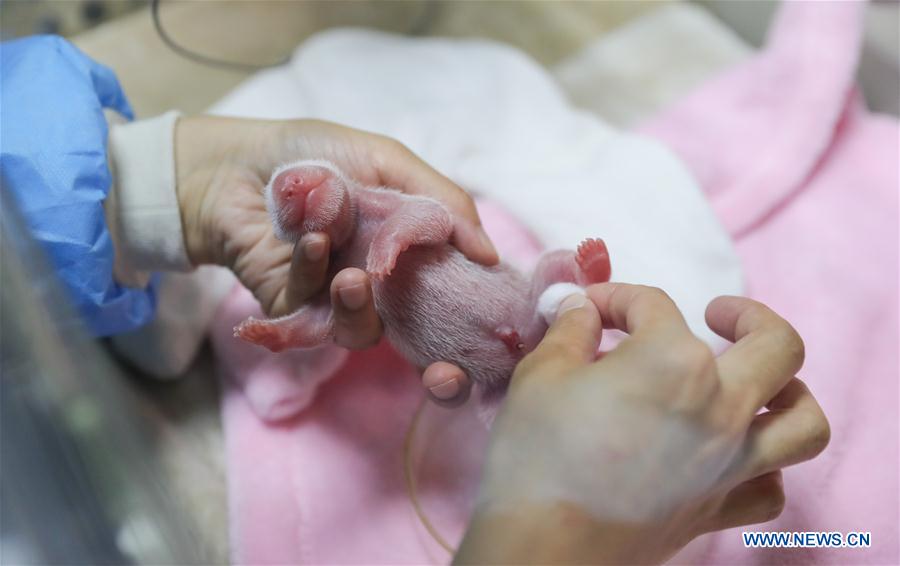 CHINA-CHENGDU-MALE-FEMALE PANDA TWINS (CN)