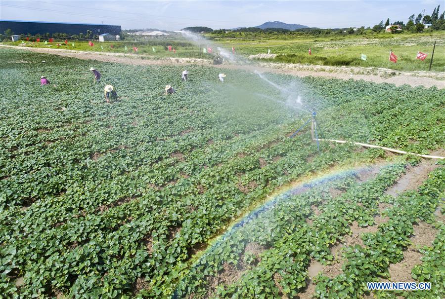 CHINA-HUBEI-HUANGGANG-POVERTY RELIEF (CN)