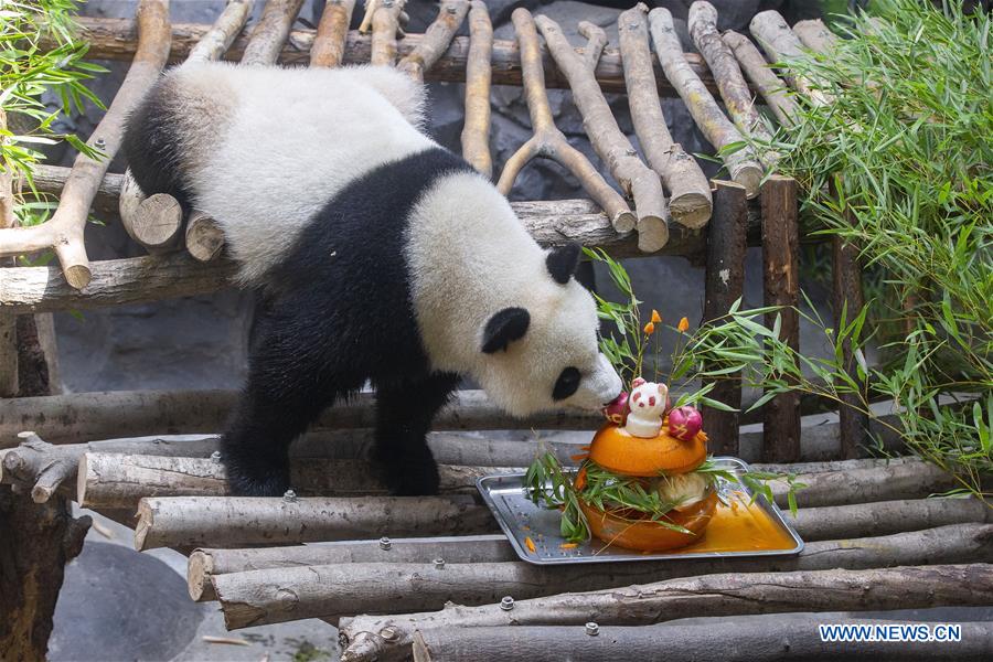 #CHINA-NANJING-GIANT PANDA TWINS-BIRTHDAY (CN)