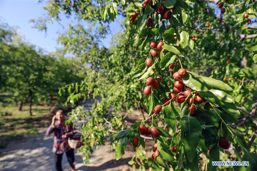 #CHINA-HEBEI-TANGSHAN-JUJUBE-HARVEST  (CN)