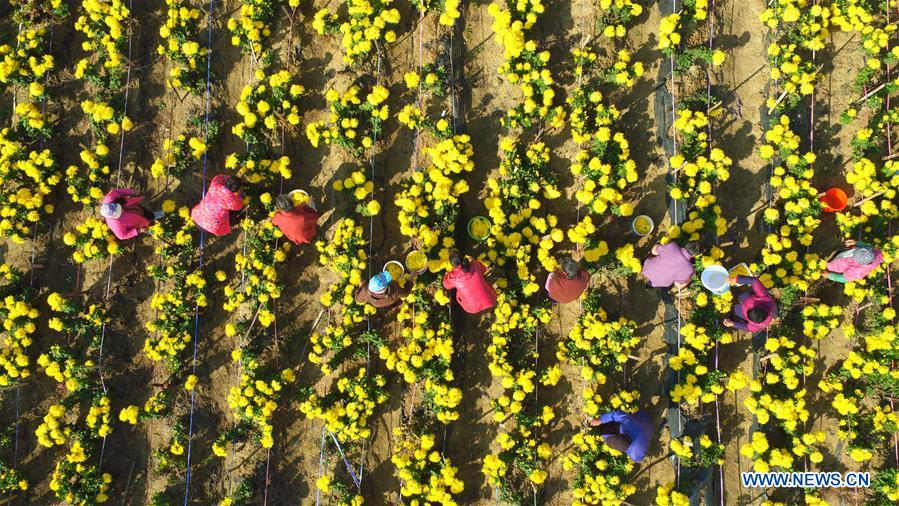 #CHINA-CHRYSANTHEMUM-HARVEST (CN)