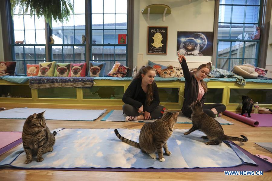 U.S.-HOUSTON-YOGA-CATS
