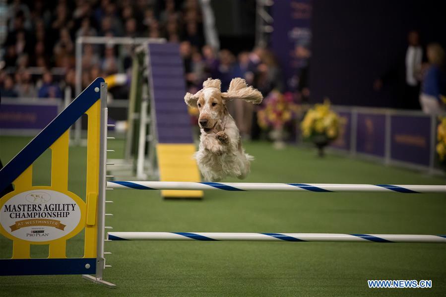 U.S.-NEW YORK-DOG-AGILITY COMPETITION
