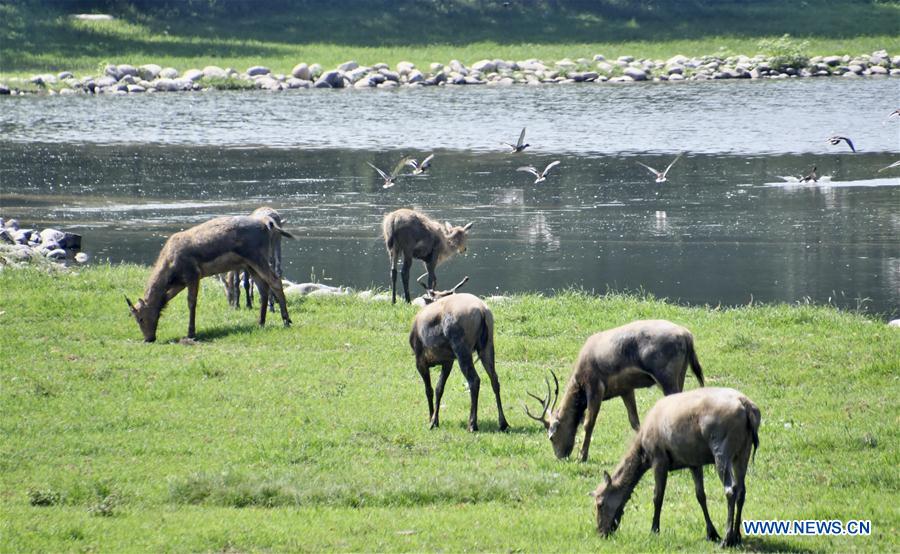 CHINA-BEIJING-MILU DEER-PROTECTION (CN)