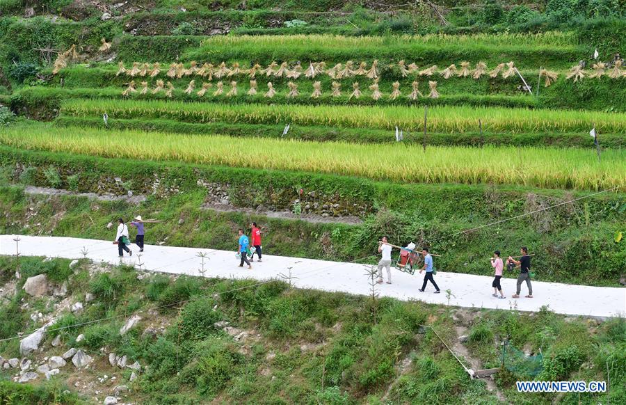CHINA-GUANGXI-PADDY RICE-HARVEST (CN)