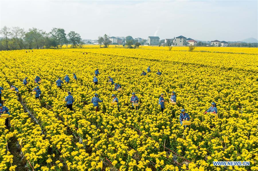 CHINA-ZHEJIANG-CHANGXING-CHRYSANTHEMUM (CN)