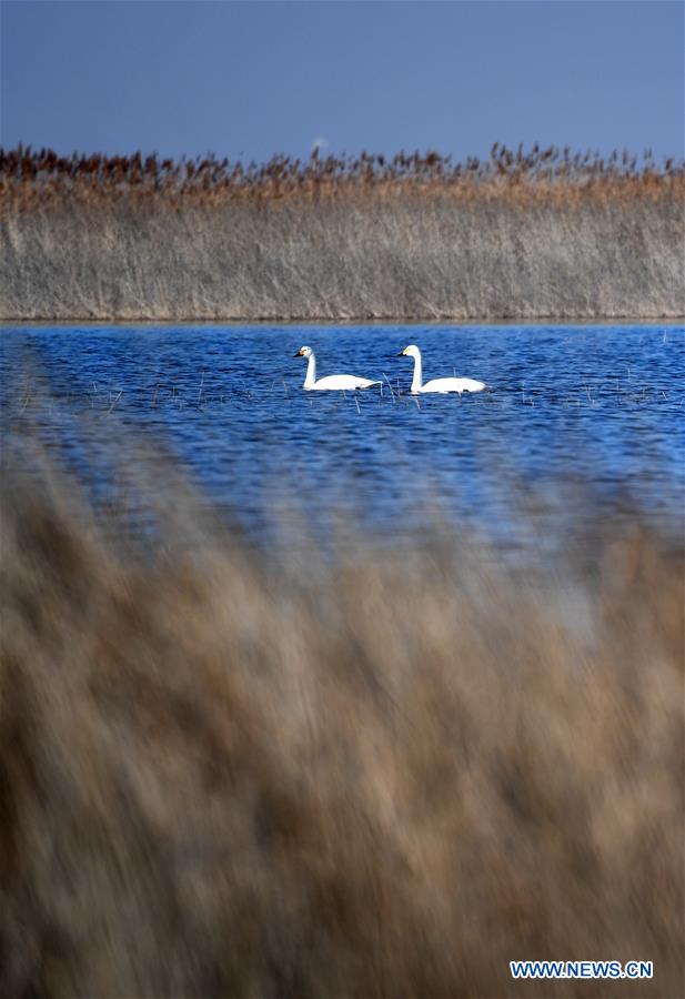 CHINA-TIANJIN-MIGRATORY BIRDS (CN)