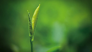 這片樹(shù)葉，改變了世界！