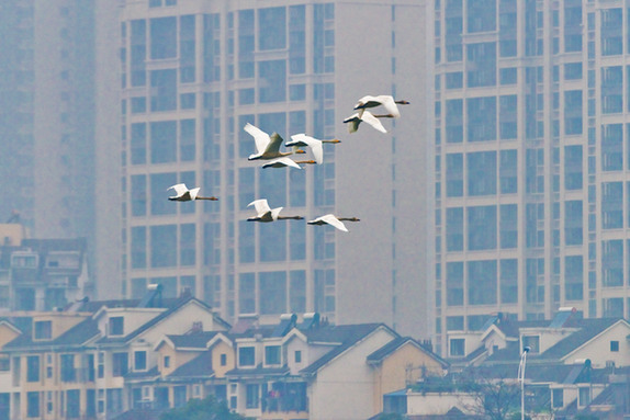 江西經(jīng)濟轉(zhuǎn)型求變：注入生態(tài)、創(chuàng)新、智能多重因子