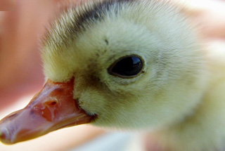 禽流感引發(fā)A股&ldquo;冰火兩重天&rdquo;