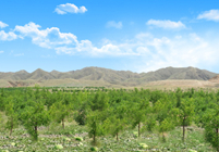 形成農(nóng)林牧、生態(tài)濕地等非主營業(yè)務(wù)