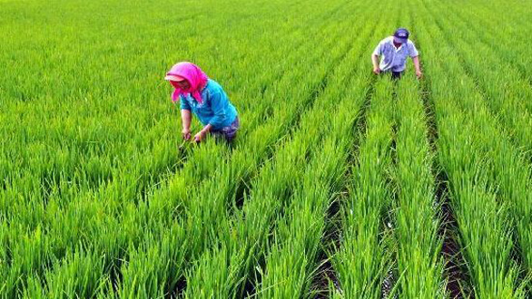 商業(yè)性農(nóng)產(chǎn)品收入保險(xiǎn)入列