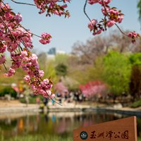 玉淵潭花紅滿(mǎn)園春
