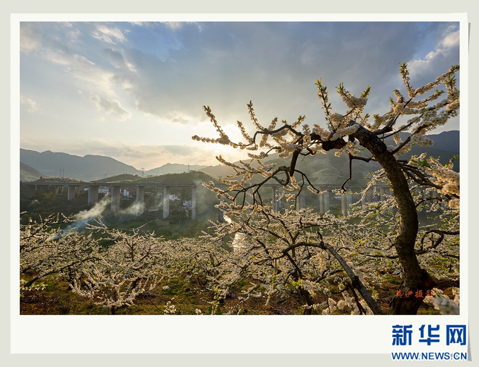 李花白，彩霞紅，春意濃