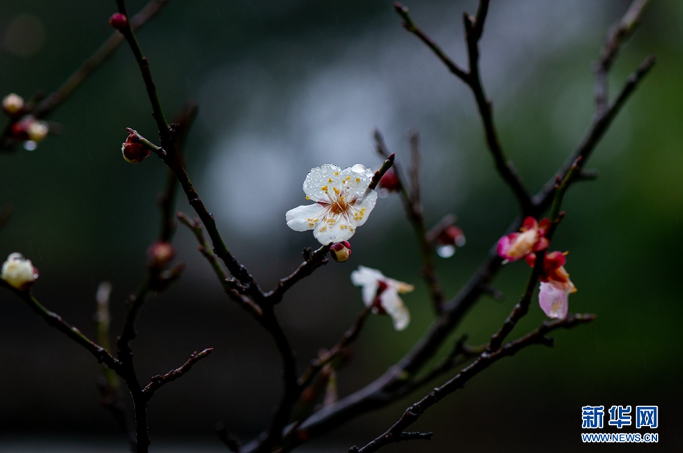 疏影橫斜，暗香浮動(dòng)