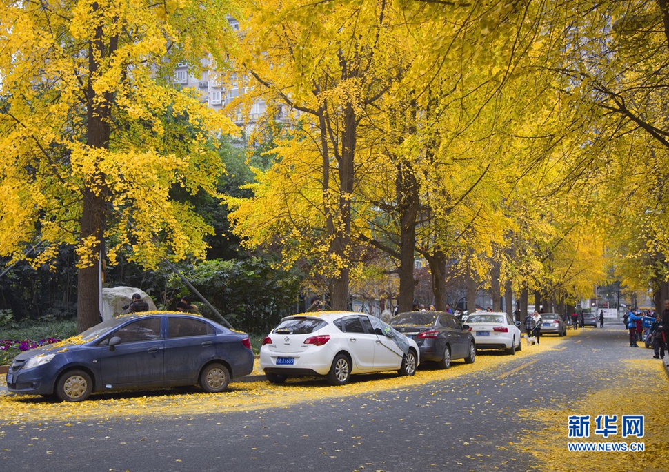 冬日暖陽，成都的銀杏已滿地