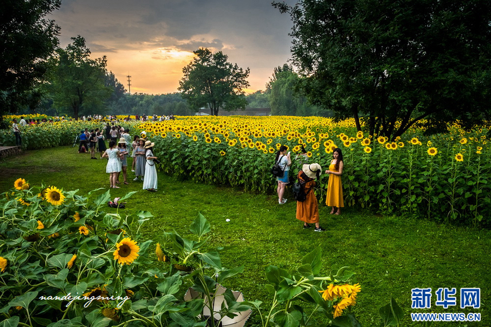 北京奧森公園里的葵花
