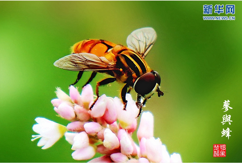 蓼與蜂、蜘蛛