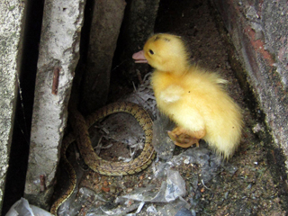 福建鴨場(chǎng)上萬(wàn)鴨苗每只6分錢賤賣喂蛇