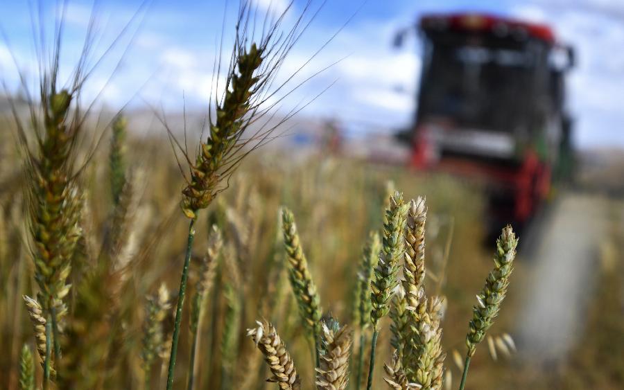 豐收的喜悅！看，各地秋收忙