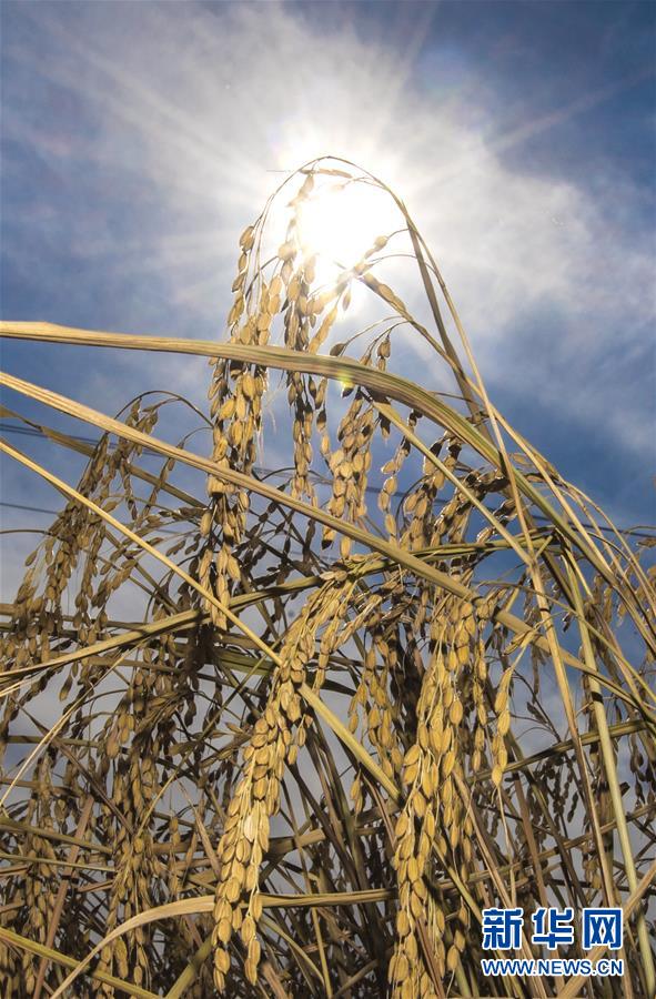 （經(jīng)濟(jì)）（11）吉林延邊：金秋十月 稻谷飄香