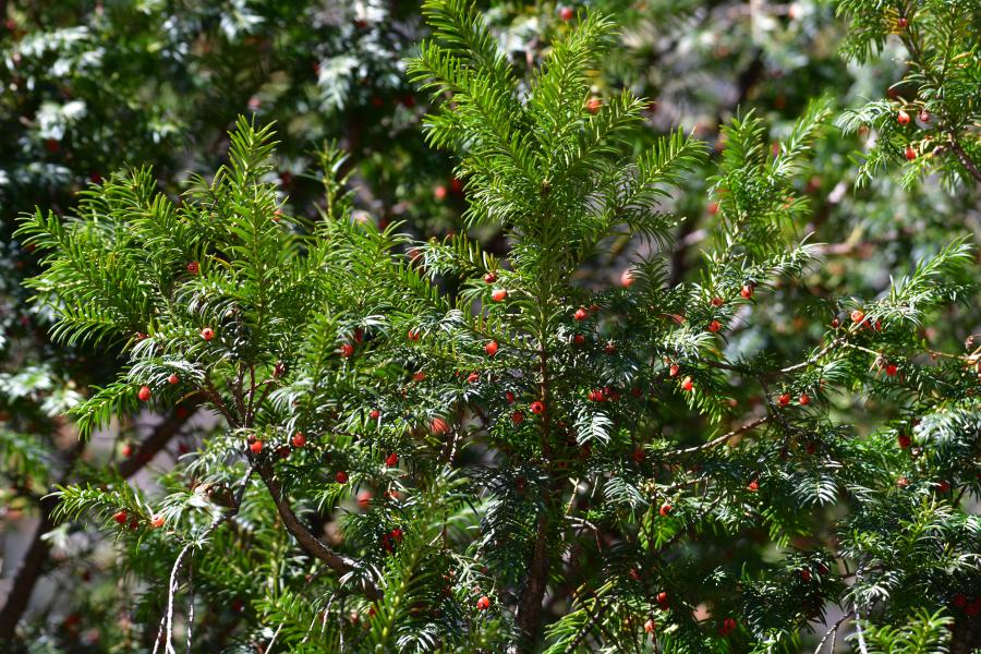 時(shí)隔40多年，我國(guó)再度發(fā)現(xiàn)珍稀瀕危植物密葉紅豆杉種群