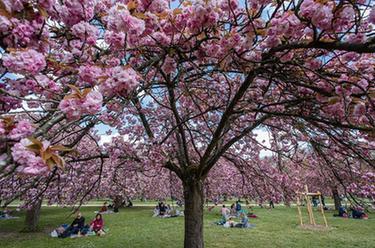 法國(guó):櫻花盛開(kāi)