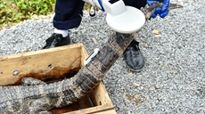 安徽涇縣:揚(yáng)子鱷“搬家”野外