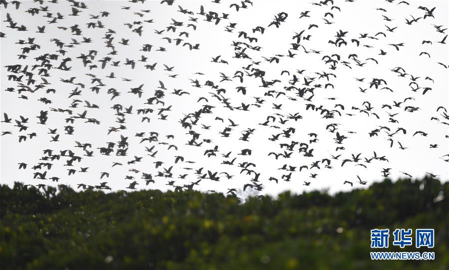 （圖文互動(dòng)）（3）十年樹(shù)木、紅樹(shù)成林&mdash;&mdash;&ldquo;海上森林&rdquo;回歸記