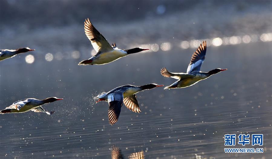 (環(huán)境)(1)江西婺源:星江河上鴨嬉戲