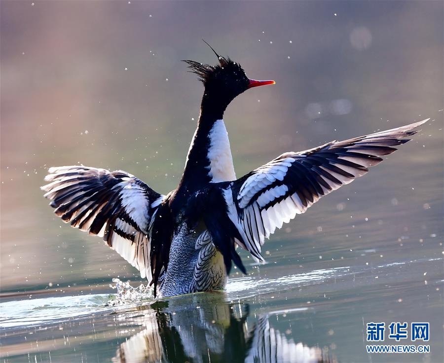 (環(huán)境)(4)江西婺源:星江河上鴨嬉戲