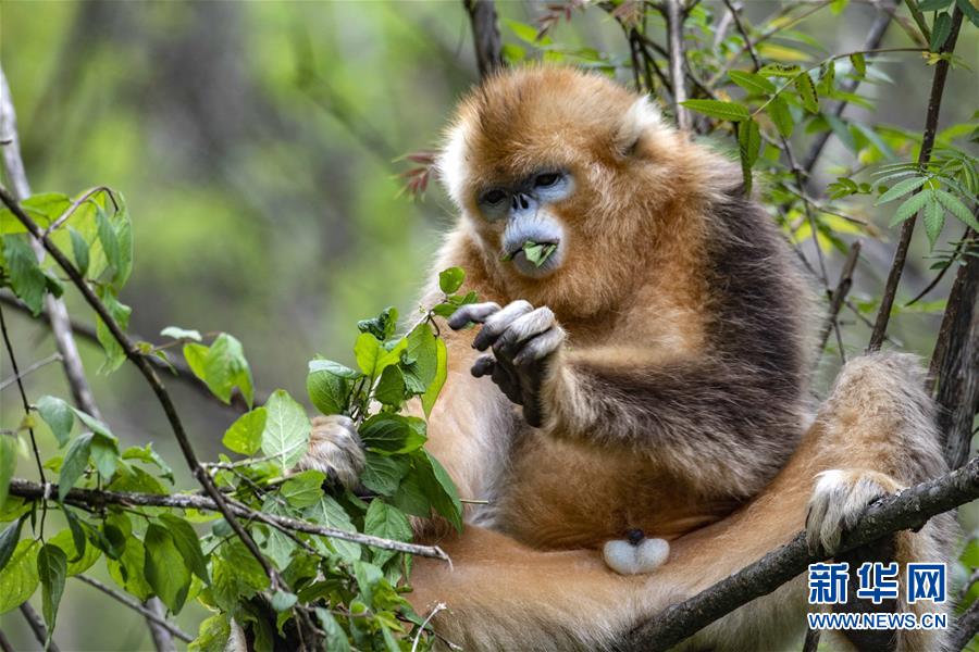 （生態(tài)）（2）湖北神農架的金絲猴