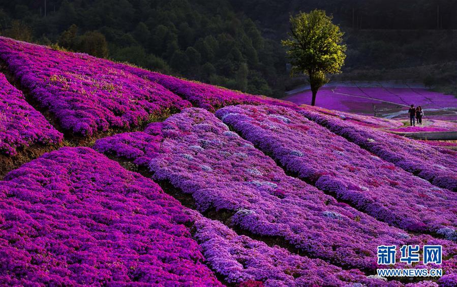 （壯闊東方潮 奮進(jìn)新時(shí)代&mdash;&mdash;慶祝改革開(kāi)放40年）（9）美麗中華大地書(shū)寫(xiě)綠色傳奇