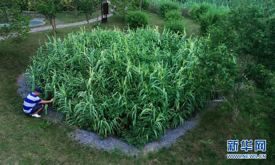 （在習近平新時代中國特色社會主義思想指引下&mdash;&mdash;新時代新作為新篇章&middot;圖文互動）（4）稀奇！治污濕地成了休閑公園&mdash;&mdash;江蘇蘇州全域推進農(nóng)村生活污水治理