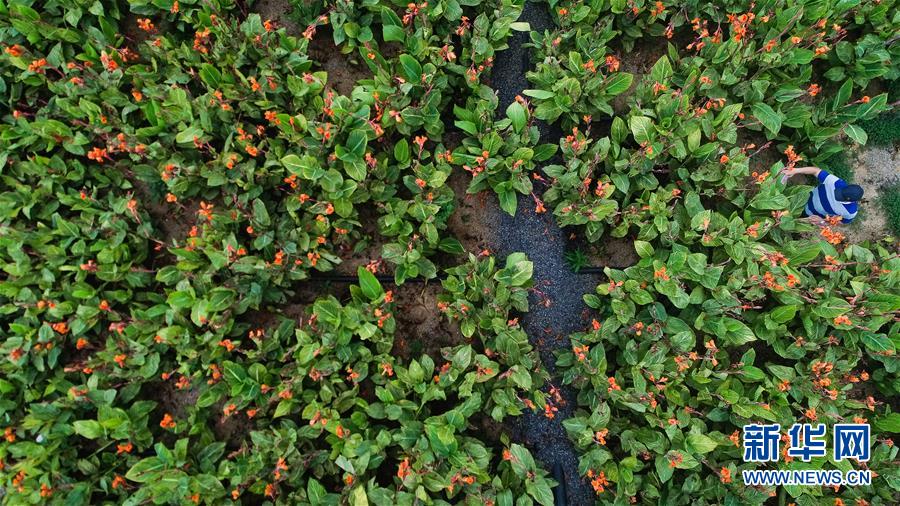 （在習近平新時代中國特色社會主義思想指引下&mdash;&mdash;新時代新作為新篇章&middot;圖文互動）（5）稀奇！治污濕地成了休閑公園&mdash;&mdash;江蘇蘇州全域推進農(nóng)村生活污水治理