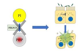 PI3P缺失導(dǎo)致上皮細(xì)胞連接破壞，最終招募中性粒細(xì)胞，發(fā)生急性炎癥
