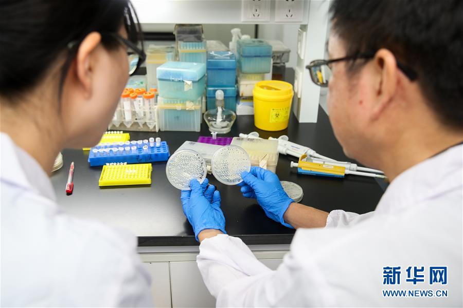 （新華全媒頭條&middot;圖文互動(dòng)）（2）人造單條染色體真核細(xì)胞問(wèn)世　我國(guó)開(kāi)啟合成生物學(xué)研究新時(shí)代