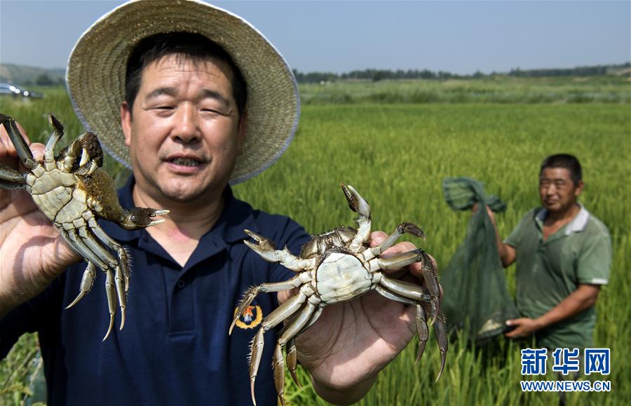 （壯闊東方潮 奮進新時代&mdash;&mdash;慶祝改革開放40年）（5）感受&ldquo;毛烏素&rdquo;的生機