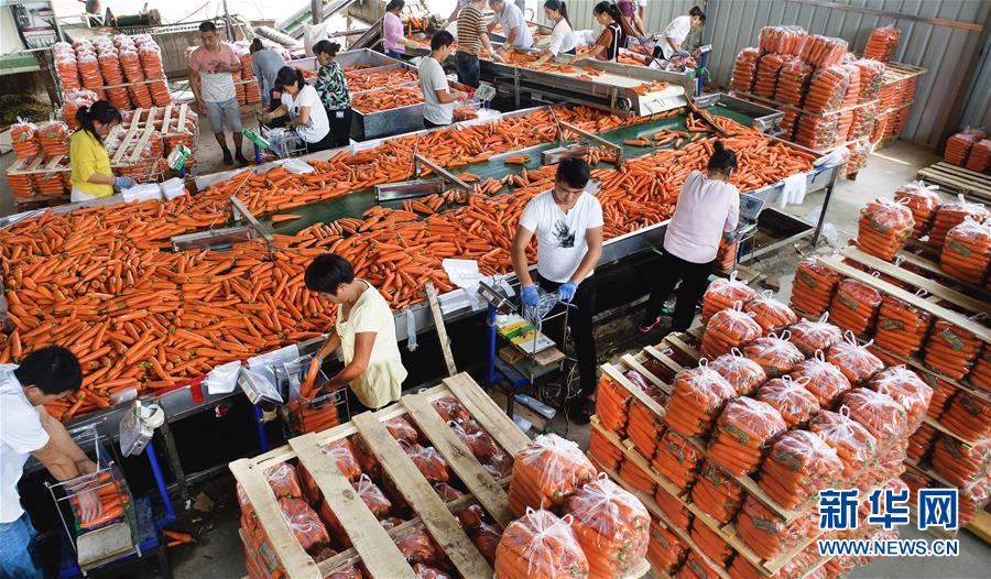 （壯闊東方潮 奮進(jìn)新時代&mdash;&mdash;慶祝改革開放40年）（9）感受&ldquo;毛烏素&rdquo;的生機