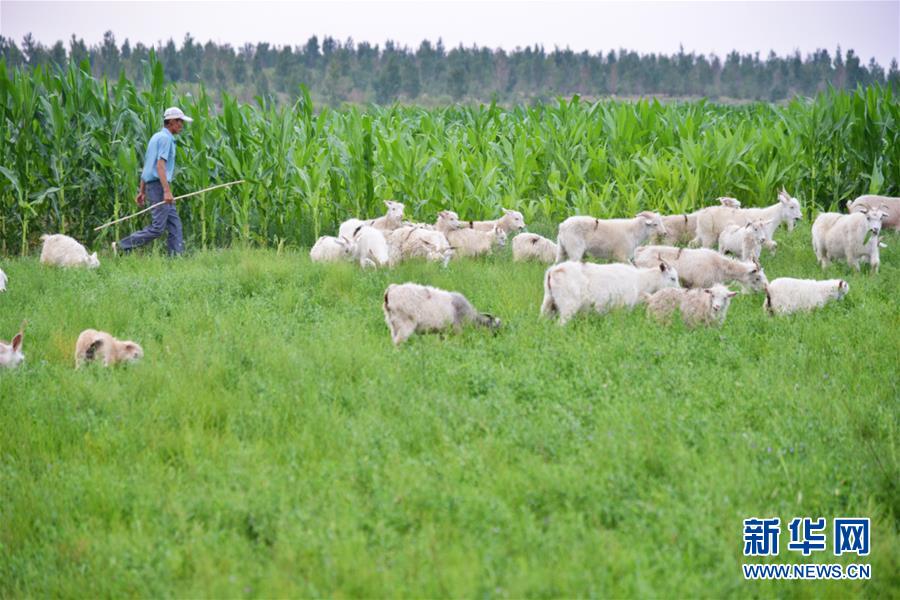 （在習(xí)近平新時(shí)代中國(guó)特色社會(huì)主義思想指引下&mdash;&mdash;新時(shí)代新作為新篇章&middot;圖文互動(dòng)）（3）庫(kù)布其競(jìng)相演繹&ldquo;點(diǎn)沙成金&rdquo;傳奇