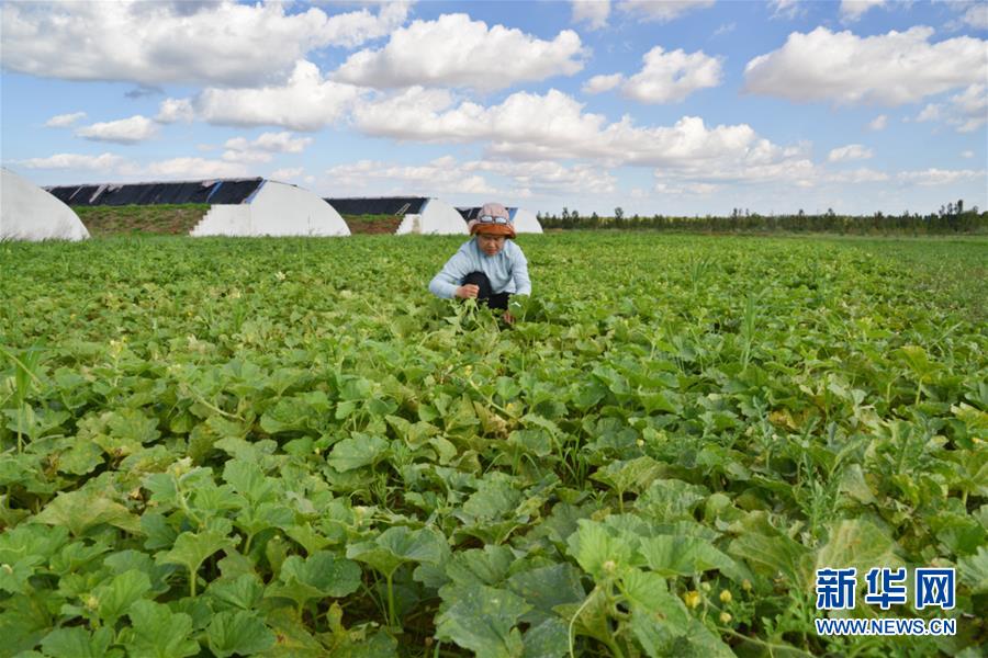 （在習(xí)近平新時(shí)代中國(guó)特色社會(huì)主義思想指引下&mdash;&mdash;新時(shí)代新作為新篇章&middot;圖文互動(dòng)）（4）庫(kù)布其競(jìng)相演繹&ldquo;點(diǎn)沙成金&rdquo;傳奇