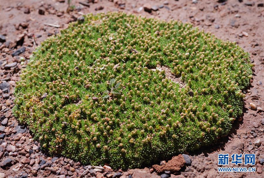 （新華全媒頭條&middot;圖文互動(dòng)）（7）正在破譯的&ldquo;青藏密碼&rdquo;&mdash;&mdash;第二次青藏高原綜合科考首期成果發(fā)布