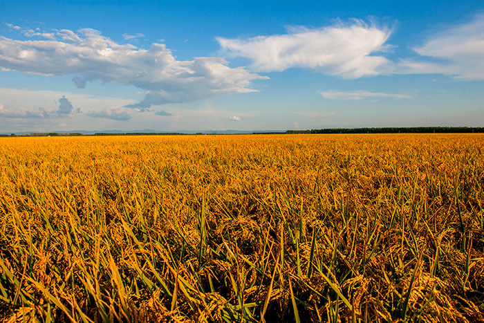 秋收的中國，你想象不到的美！但更美的是&hellip;&hellip;