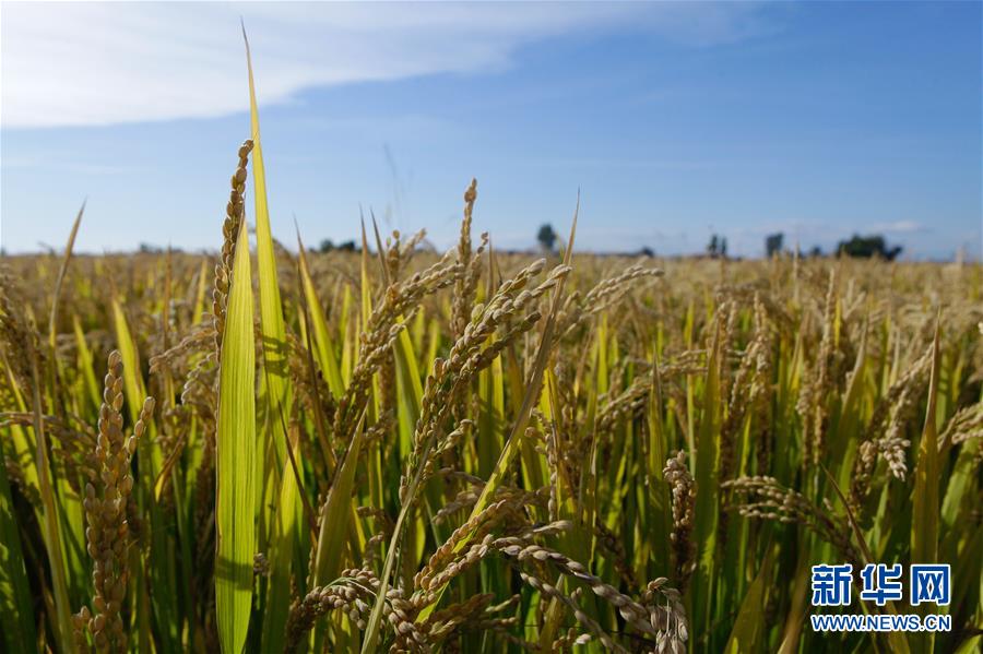 （豐收的味道&middot;圖文互動(dòng)）（2）產(chǎn)糧大縣的&ldquo;豐收表情&rdquo;&mdash;&mdash;吉林水稻主產(chǎn)區(qū)輝南走訪見(jiàn)聞