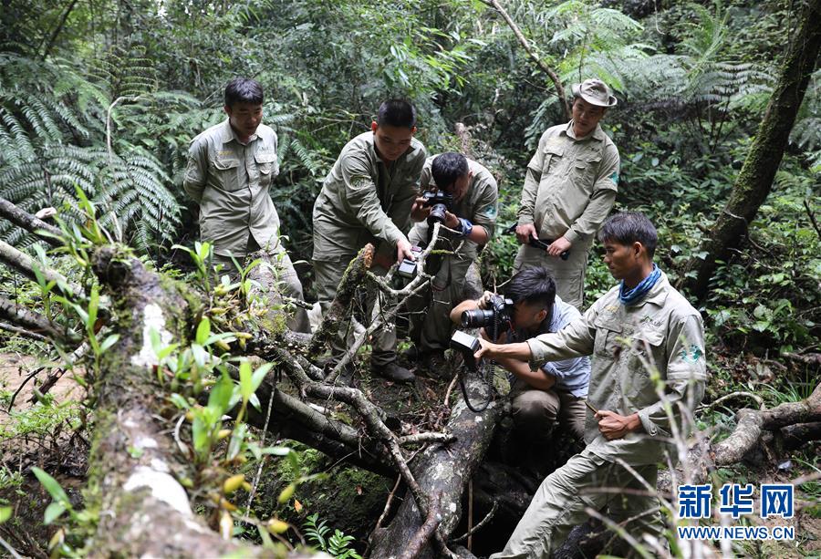 （新華全媒頭條&middot;圖文互動）（8）歸來的雨林 