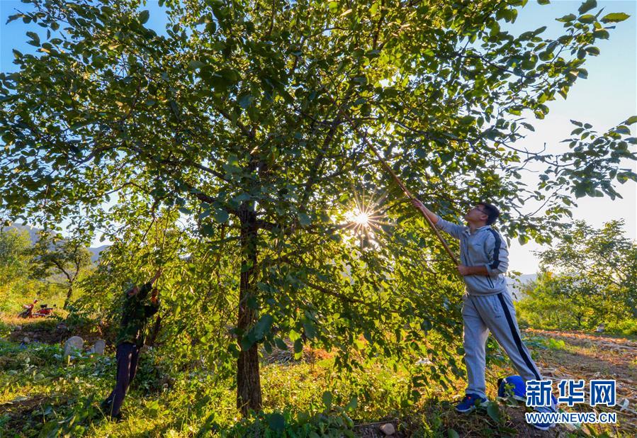 （在習(xí)近平新時(shí)代中國特色社會主義思想指引下&mdash;&mdash;新時(shí)代新作為新篇章&middot;鄉(xiāng)村振興戰(zhàn)略&middot;圖文互動）（1）&ldquo;小山貨&rdquo;成為&ldquo;黃金果&rdquo;&mdash;&mdash;河北涉縣山核桃&ldquo;抱團(tuán)發(fā)展&rdquo;贏市場