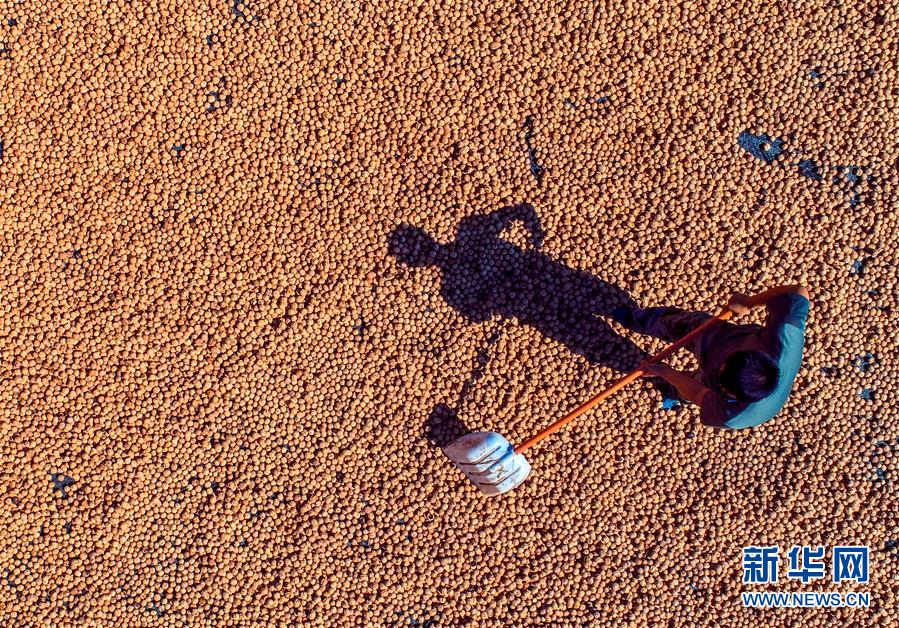 （在習(xí)近平新時(shí)代中國特色社會主義思想指引下&mdash;&mdash;新時(shí)代新作為新篇章&middot;鄉(xiāng)村振興戰(zhàn)略&middot;圖文互動）（2）&ldquo;小山貨&rdquo;成為&ldquo;黃金果&rdquo;&mdash;&mdash;河北涉縣山核桃&ldquo;抱團(tuán)發(fā)展&rdquo;贏市場